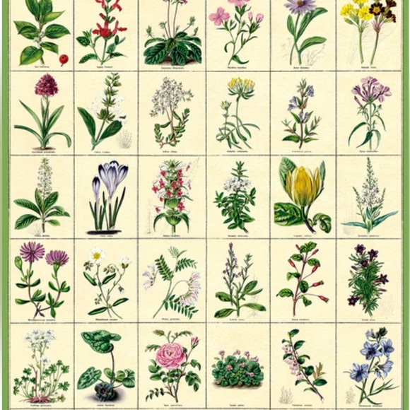 Cavallini & Co. Botanic Garden Vintage Image Chart, 20 x 28 Inch - NWT - Picture 3 of 6